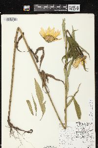 Helianthus grosseserratus image