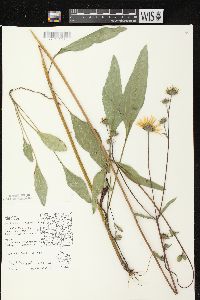 Helianthus occidentalis subsp. occidentalis image