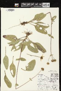 Helianthus occidentalis subsp. occidentalis image