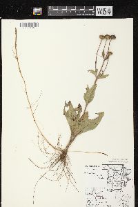 Helianthus occidentalis subsp. occidentalis image