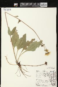 Helianthus occidentalis subsp. occidentalis image