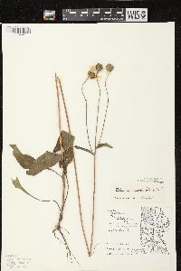 Helianthus occidentalis subsp. occidentalis image