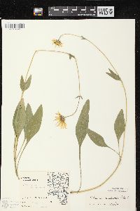 Helianthus occidentalis subsp. occidentalis image