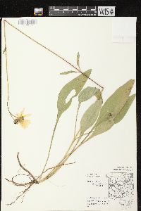 Helianthus occidentalis subsp. occidentalis image