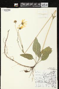 Helianthus occidentalis subsp. occidentalis image