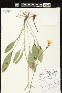 Helianthus occidentalis subsp. occidentalis image