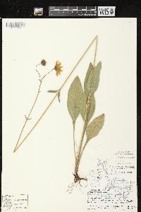 Helianthus occidentalis image