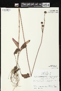 Helianthus occidentalis subsp. occidentalis image