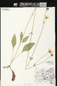 Helianthus occidentalis subsp. occidentalis image