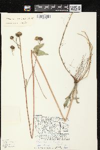 Helianthus occidentalis subsp. occidentalis image