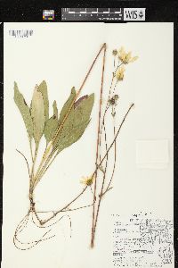 Helianthus occidentalis subsp. occidentalis image