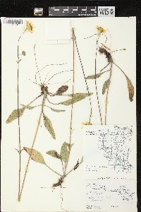 Helianthus occidentalis subsp. occidentalis image