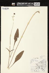 Helianthus occidentalis image