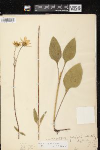 Helianthus occidentalis subsp. occidentalis image