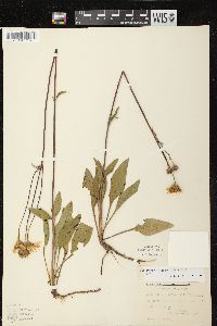 Helianthus occidentalis subsp. occidentalis image