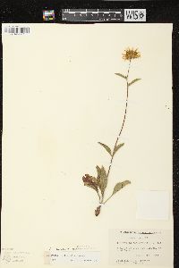 Helianthus occidentalis subsp. occidentalis image