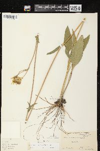 Helianthus occidentalis subsp. occidentalis image