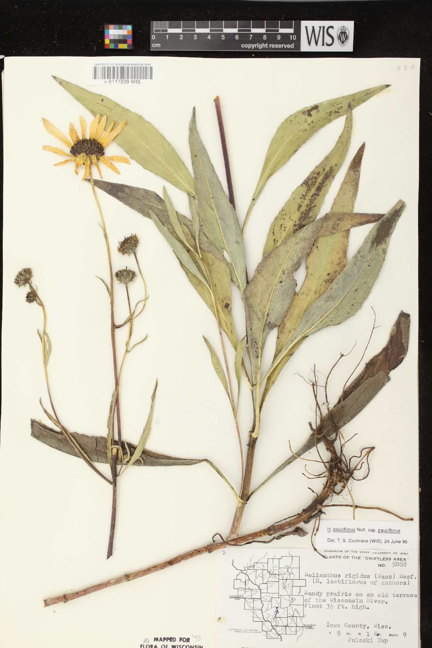 Helianthus pauciflorus subsp. pauciflorus image