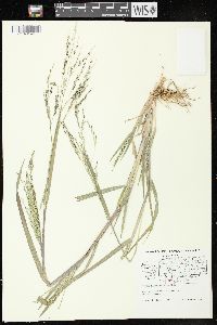 Panicum dichotomiflorum subsp. dichotomiflorum image