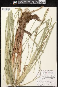 Carex lacustris image