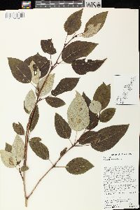 Populus balsamifera image