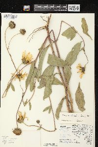 Helianthus pauciflorus image