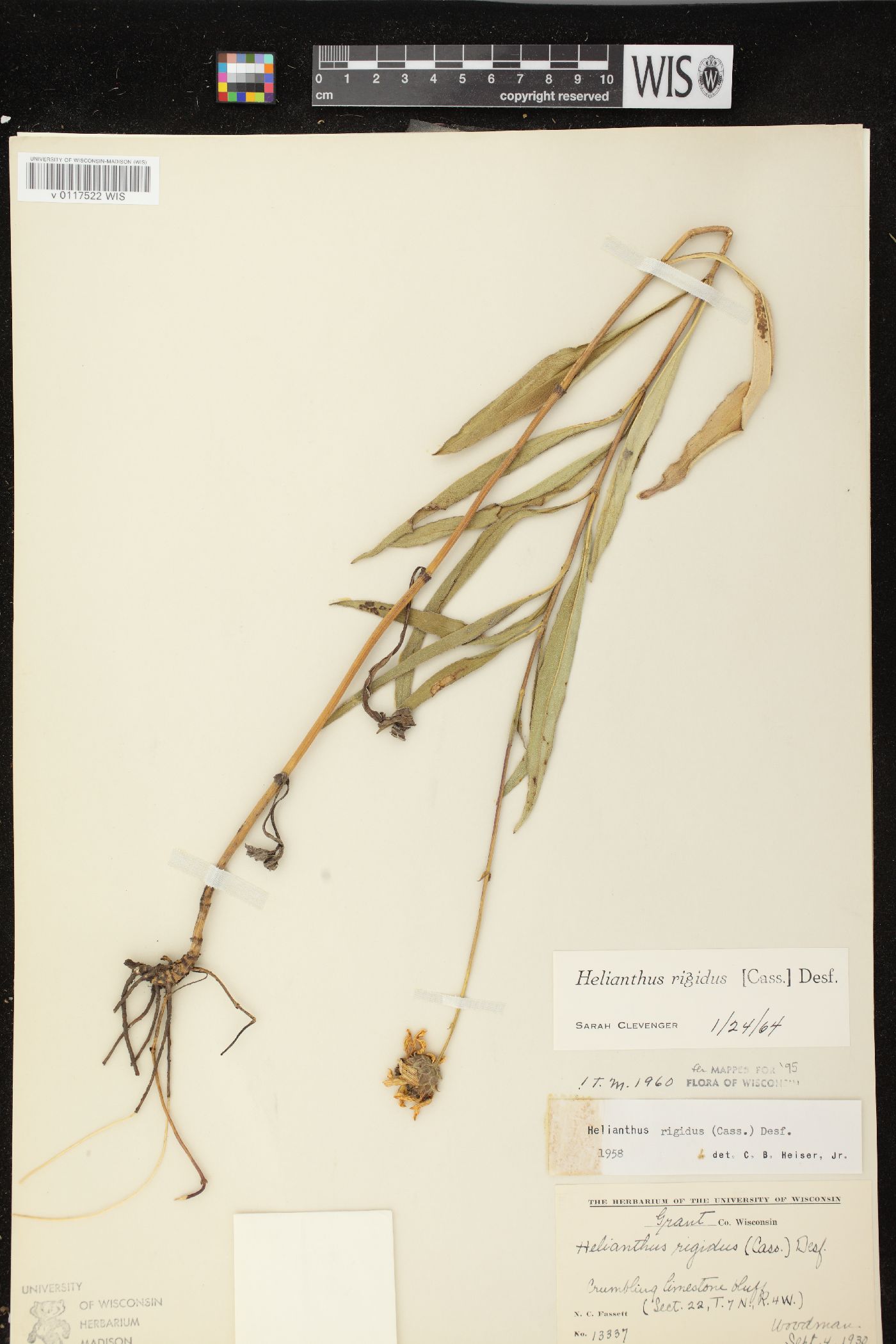 Helianthus pauciflorus subsp. pauciflorus image