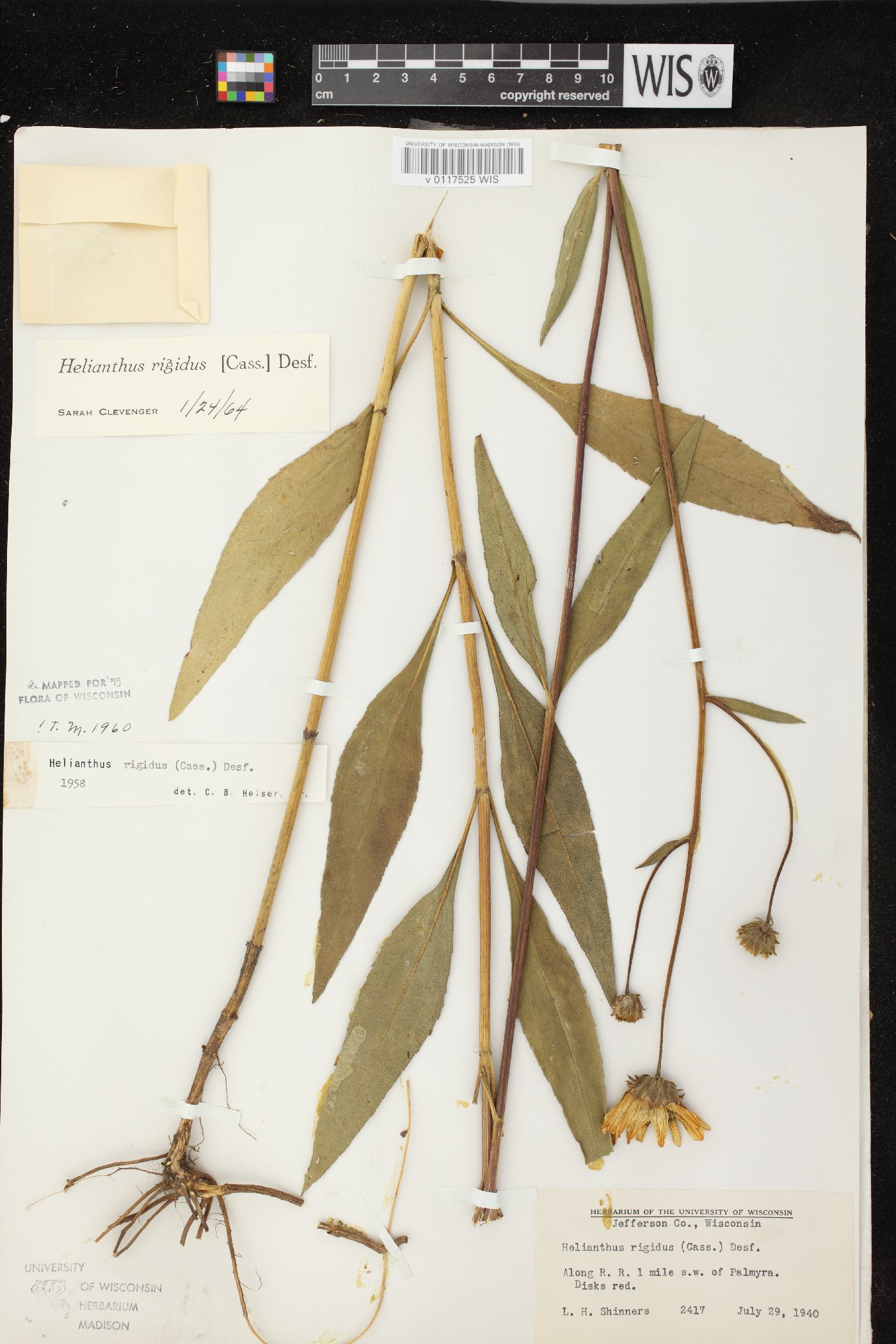 Helianthus pauciflorus subsp. pauciflorus image