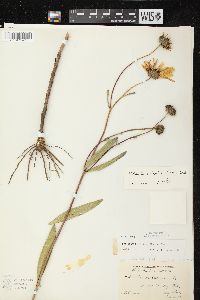 Helianthus pauciflorus subsp. pauciflorus image