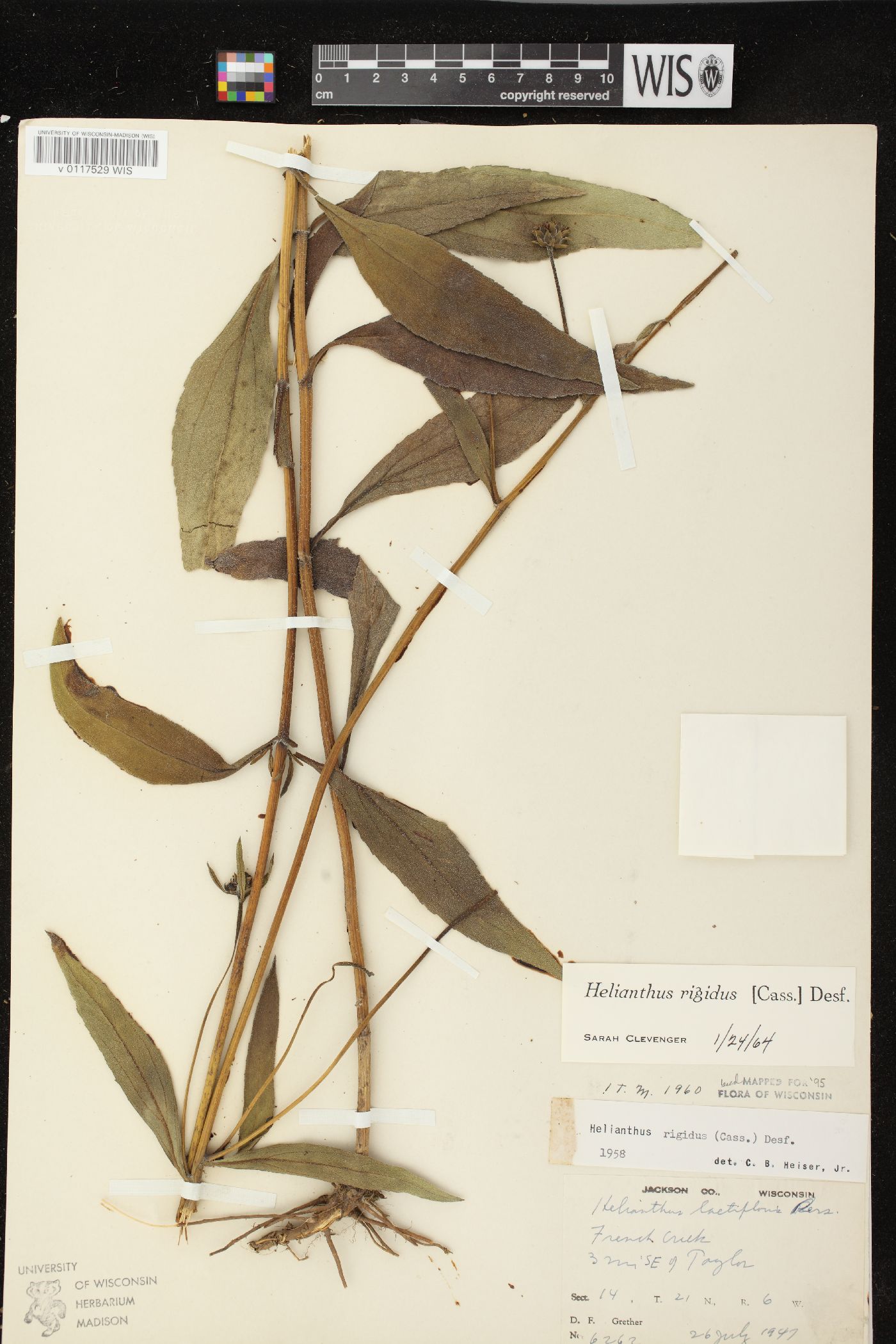 Helianthus pauciflorus subsp. pauciflorus image