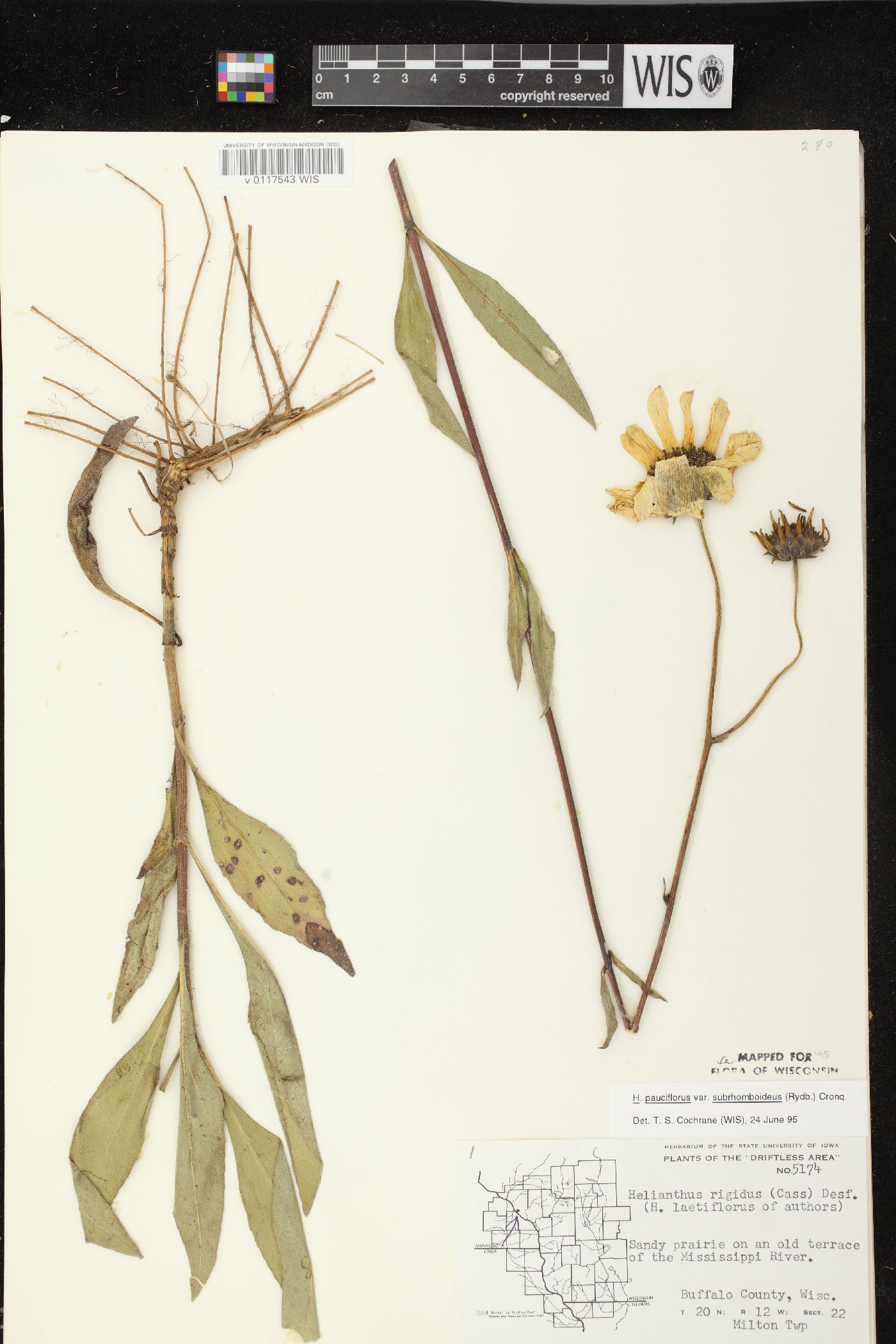 Helianthus pauciflorus subsp. subrhomboideus image