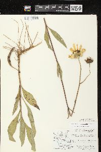 Helianthus pauciflorus image