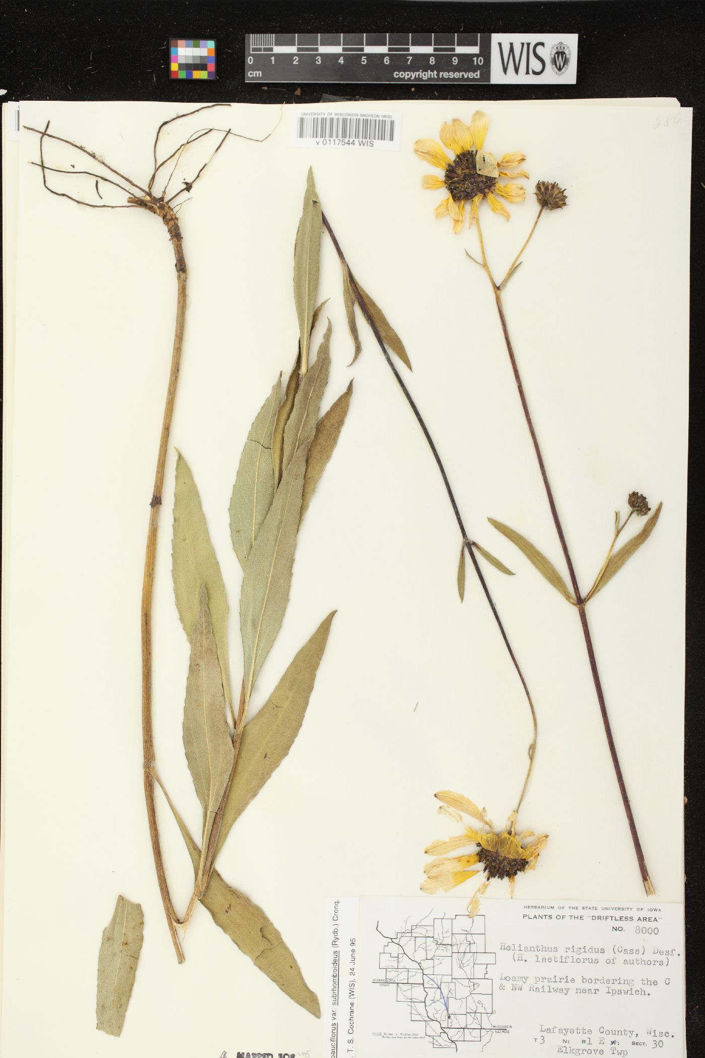 Helianthus pauciflorus subsp. subrhomboideus image