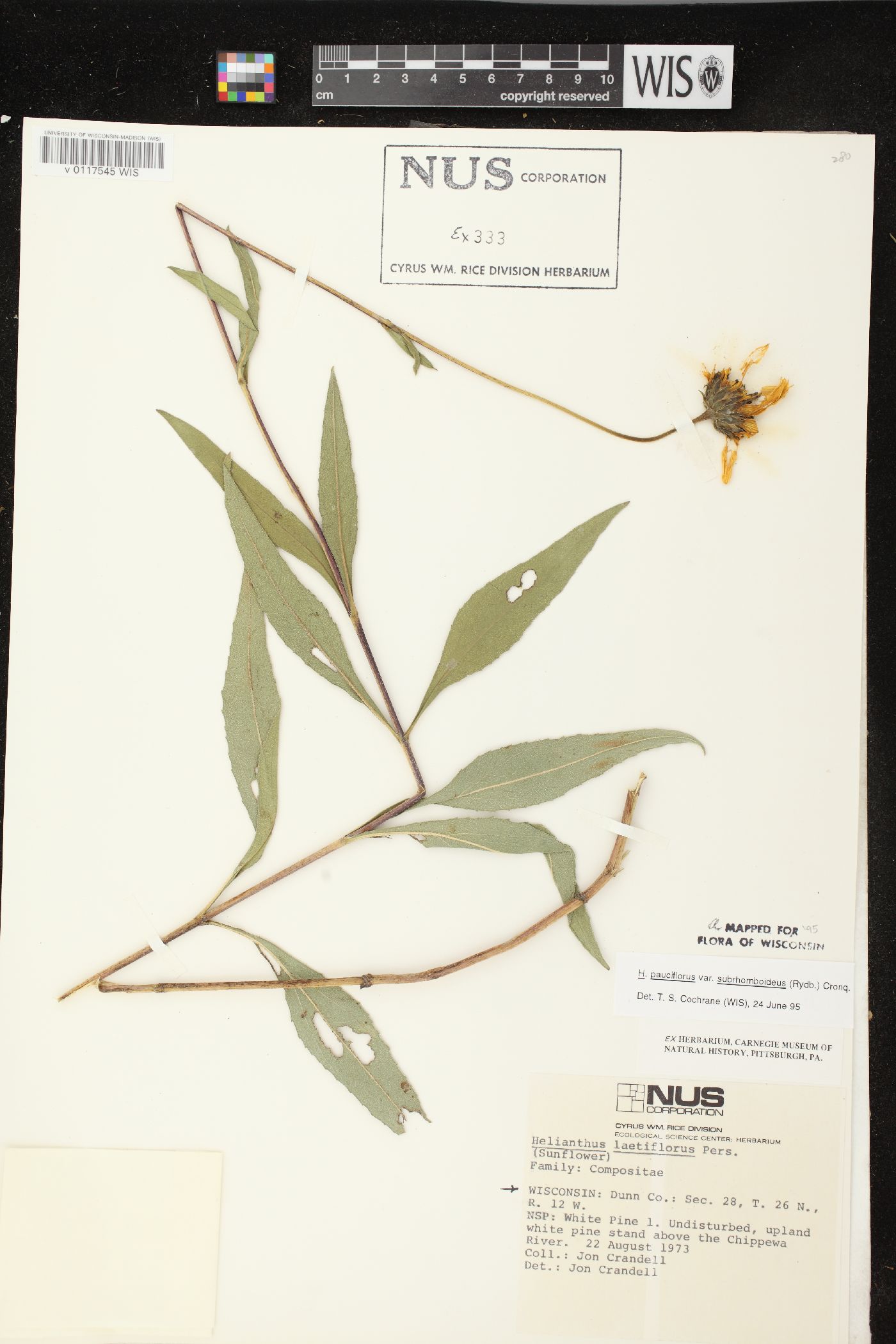 Helianthus pauciflorus subsp. subrhomboideus image