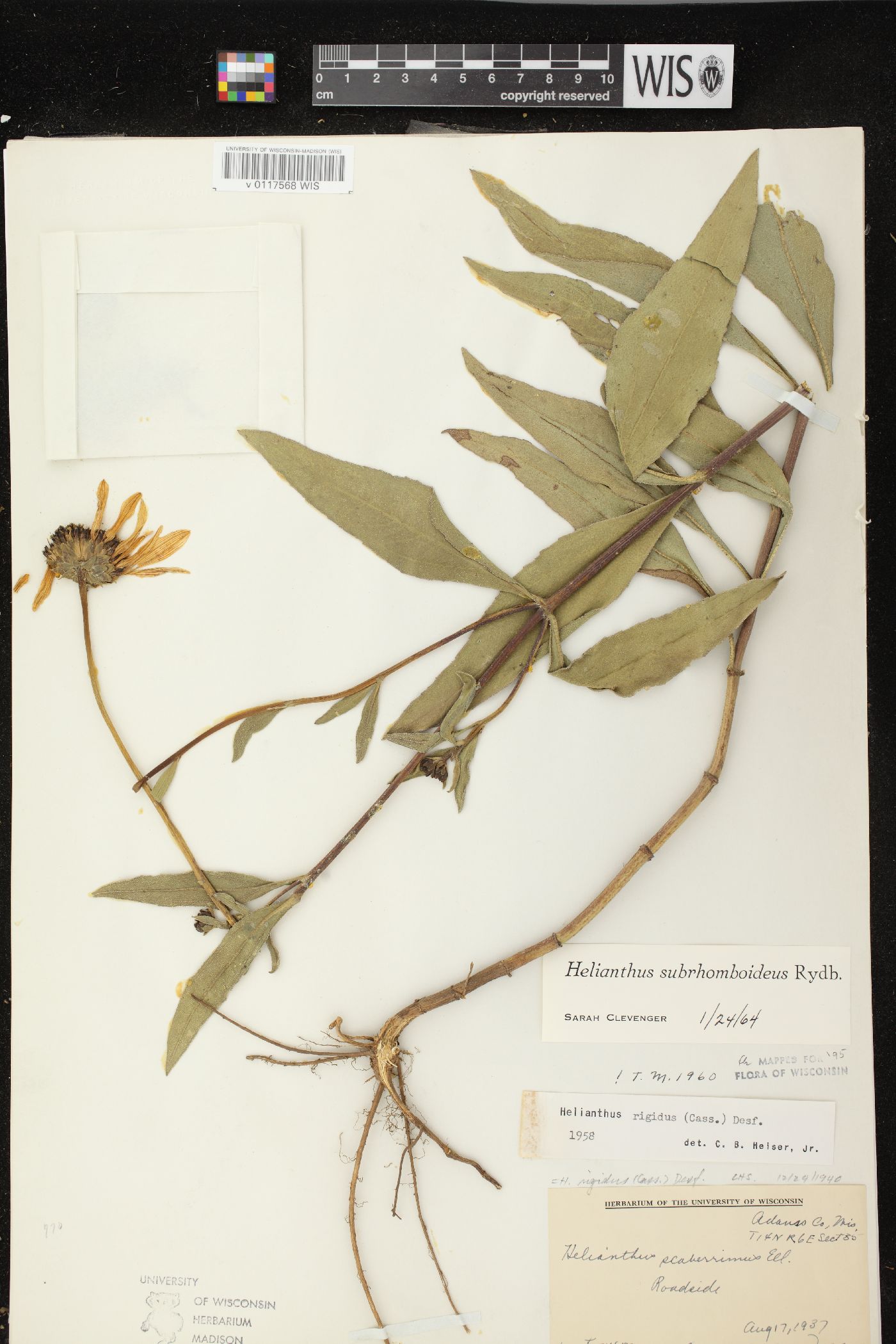 Helianthus pauciflorus subsp. subrhomboideus image