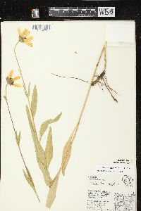 Helianthus pauciflorus subsp. subrhomboideus image