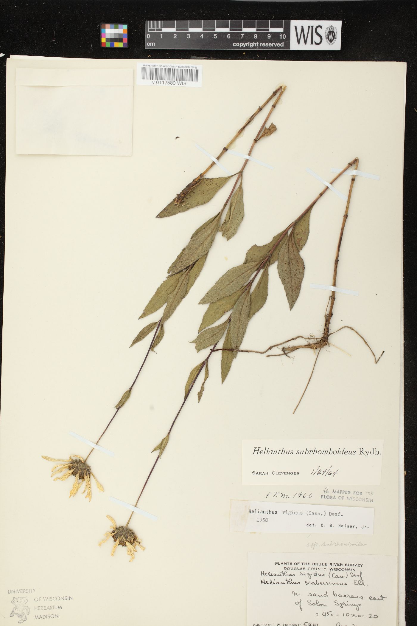 Helianthus pauciflorus subsp. subrhomboideus image