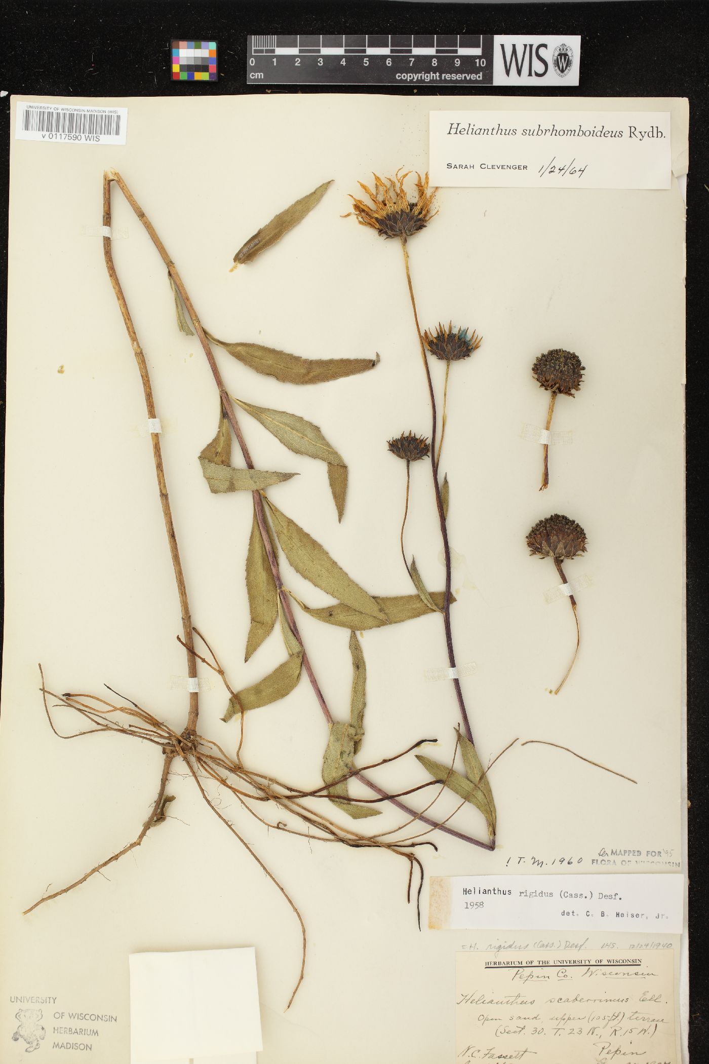 Helianthus pauciflorus subsp. subrhomboideus image