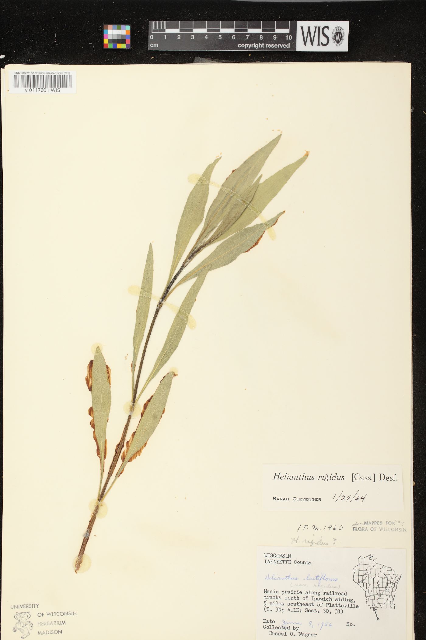 Helianthus pauciflorus subsp. pauciflorus image