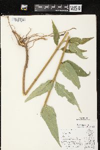 Helianthus strumosus image