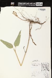 Helianthus strumosus image