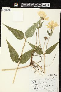 Helianthus strumosus image