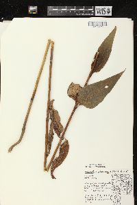 Helianthus strumosus image