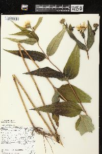 Helianthus strumosus image