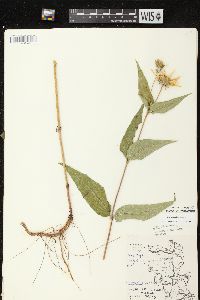 Helianthus strumosus image