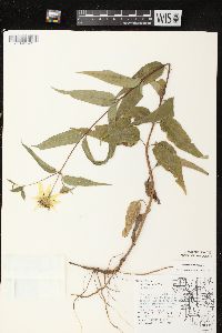 Helianthus strumosus image