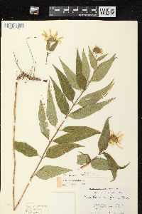 Helianthus strumosus image