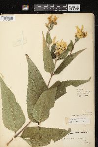 Helianthus strumosus image