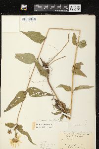 Helianthus strumosus image