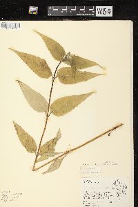 Helianthus strumosus image